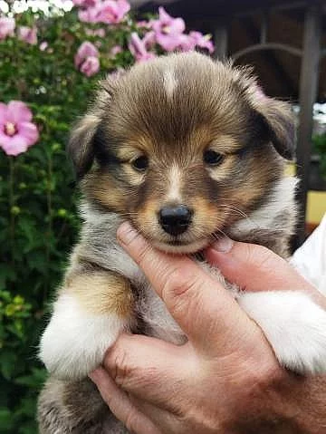 Zlatá štěňátka sheltie s PP