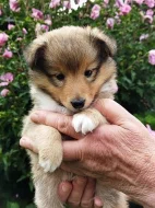Zlatá štěňátka sheltie s PP