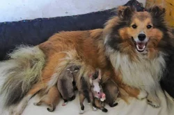 Zlatá štěňátka sheltie s PP