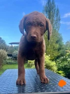 Chesapeake bay retriever