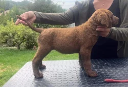 Chesapeake bay retriever