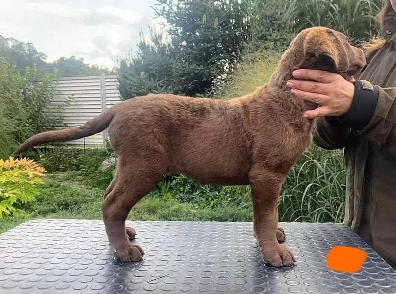 Chesapeake bay retriever