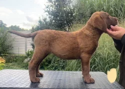 Chesapeake bay retriever