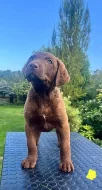 Chesapeake bay retriever