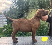 Chesapeake bay retriever