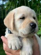Štěně labradorského retrívra s PP