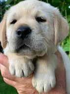Štěně labradorského retrívra s PP