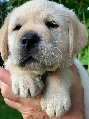 Štěně labradorského retrívra s PP