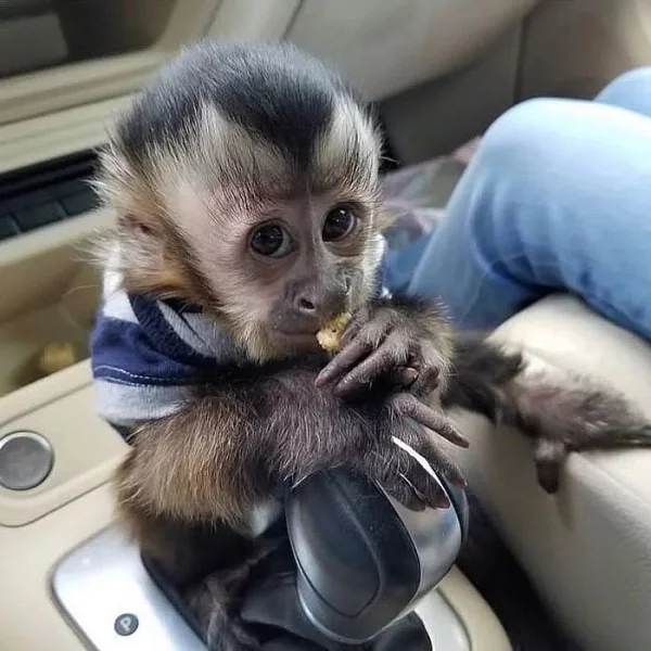 Úžasná kapucínská opice