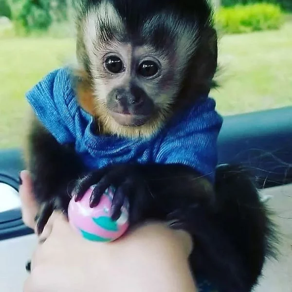 3 měsíce stará opice