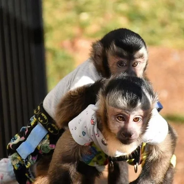 Dobře vycvičené kapucínské opice