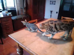 Bengálský leopardí kocourek.