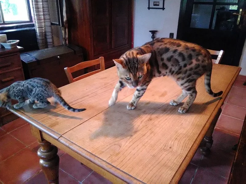 Bengálský leopardí kocourek.