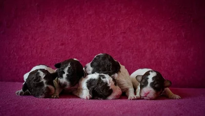 Lagotto Romagnolo - štěňata s PP