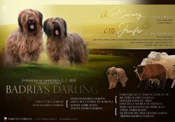 Briard - plaví kluci