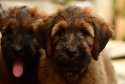 Briard - plaví kluci