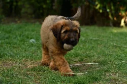 Briard - plaví kluci