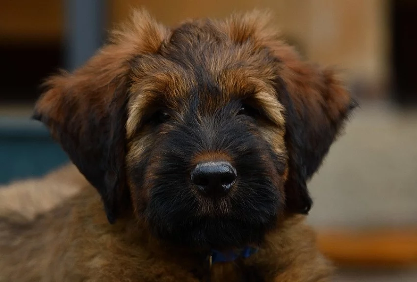 Briard - plaví kluci