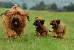 Briard - plaví kluci