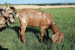 Kozičky 87,5% AN s POP