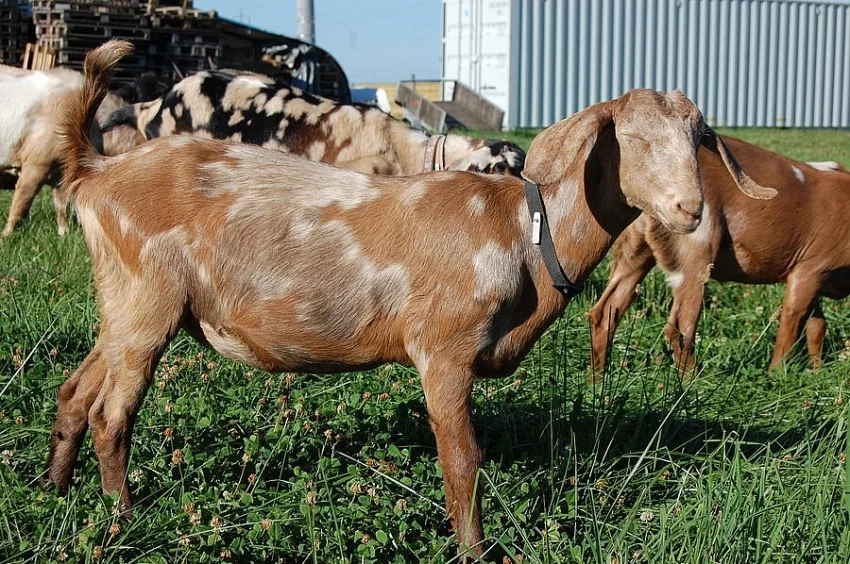 Kozičky 87,5% AN s POP