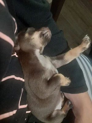 Pražský krysarik Charlie a Čiko
