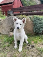 Štěňátka bílý švýcarský ovčák