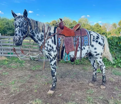 3 Americký quarter horse