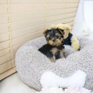 Yorkie štěňata k přemístění