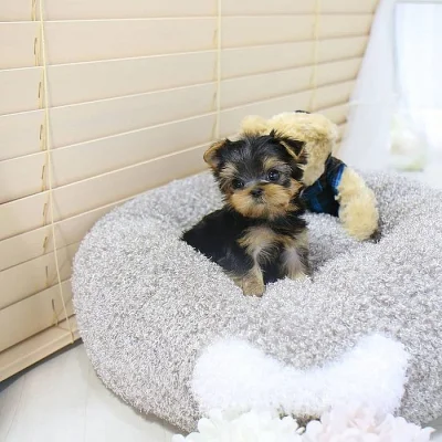 Yorkie štěňata k přemístění