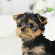 Yorkie štěňata k přemístění