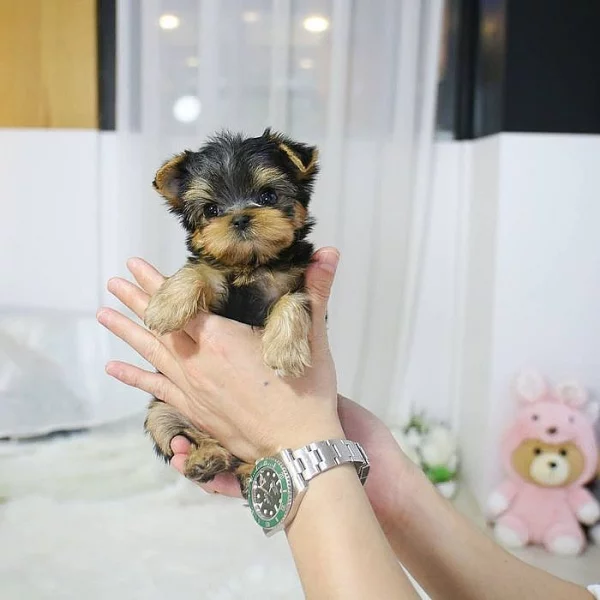Yorkie štěňata k přemístění