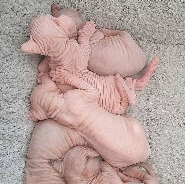 Rozkošná koťátka Sphynx k adopci