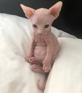 Rozkošná koťátka Sphynx k adopci