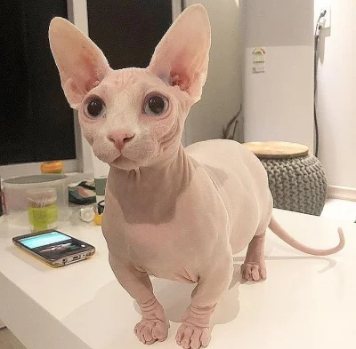 Rozkošná koťátka Sphynx k adopci