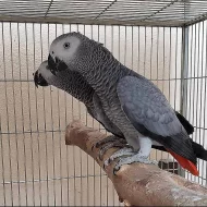 Zdravý africký papoušek šedý
