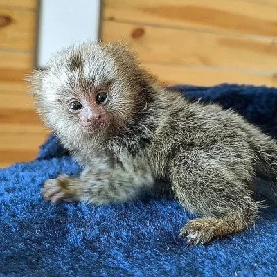 roztomilé opice marmoset
