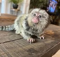 roztomilé opice marmoset