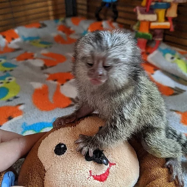 roztomilé opice marmoset