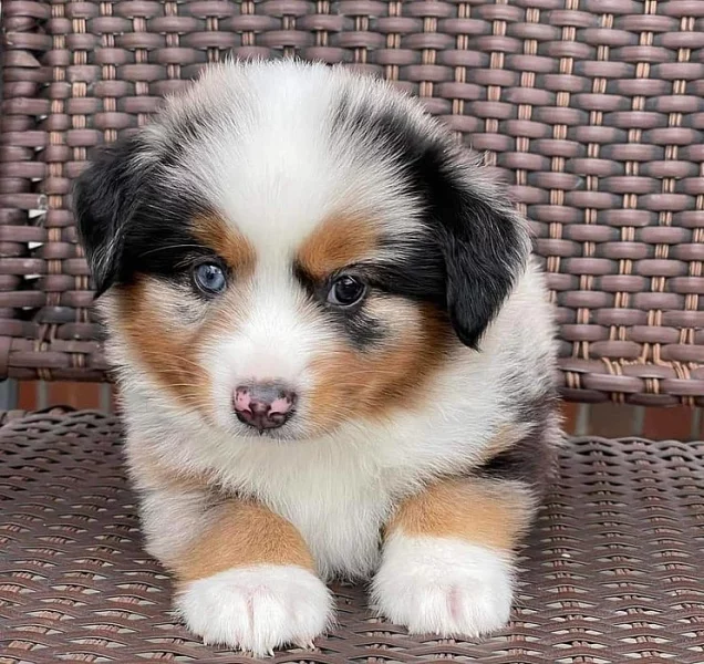 Pro tato štěňátka potřebujeme dobrý domov