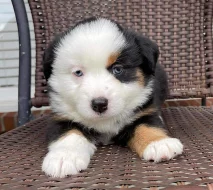 Pro tato štěňátka potřebujeme dobrý domov