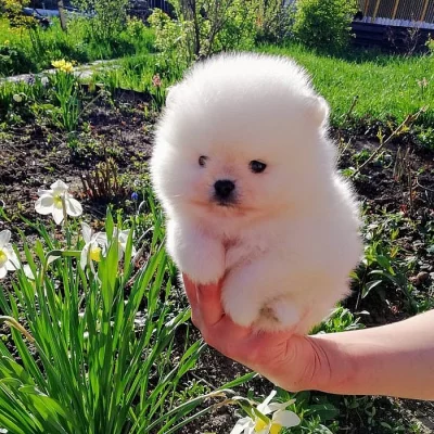 K dispozici doma odchovaná štěňata pomeraniana