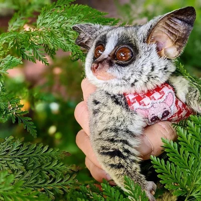 Galago Bush miminka k adopci