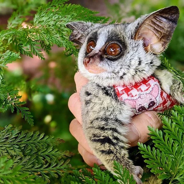 Galago Bush miminka k adopci