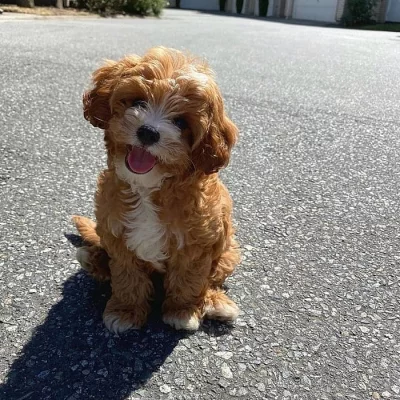 adoptovat štěňata Cavapoo
