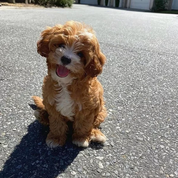 adoptovat štěňata Cavapoo