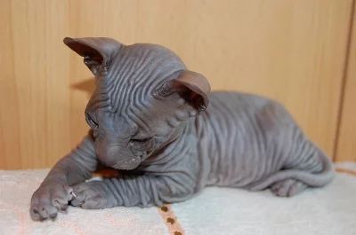 Koťata  Donský sphynx - Ukrajinský levkoj s PP