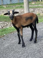 Kamerunská ovečka / beránek