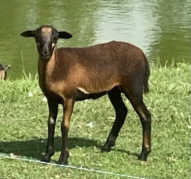 Kamerunská ovečka / beránek