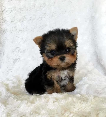 Yorkshire terrier